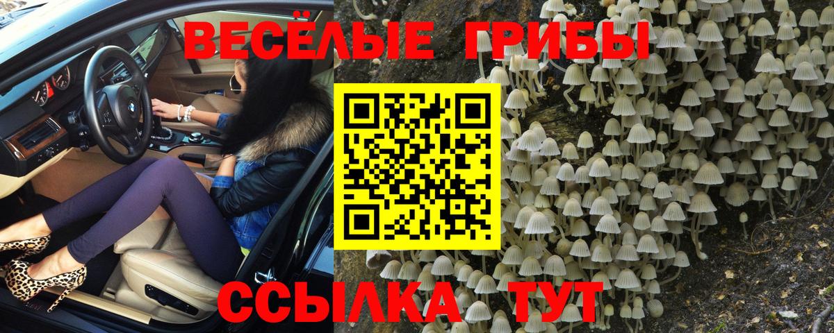 Галлюциногенные грибы Psilocybe Видное